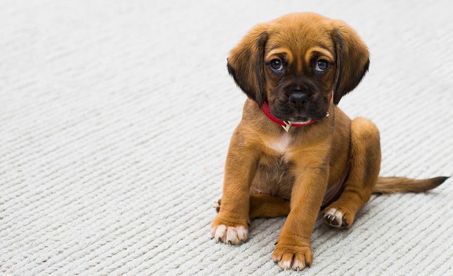 Cachorro con parasitos